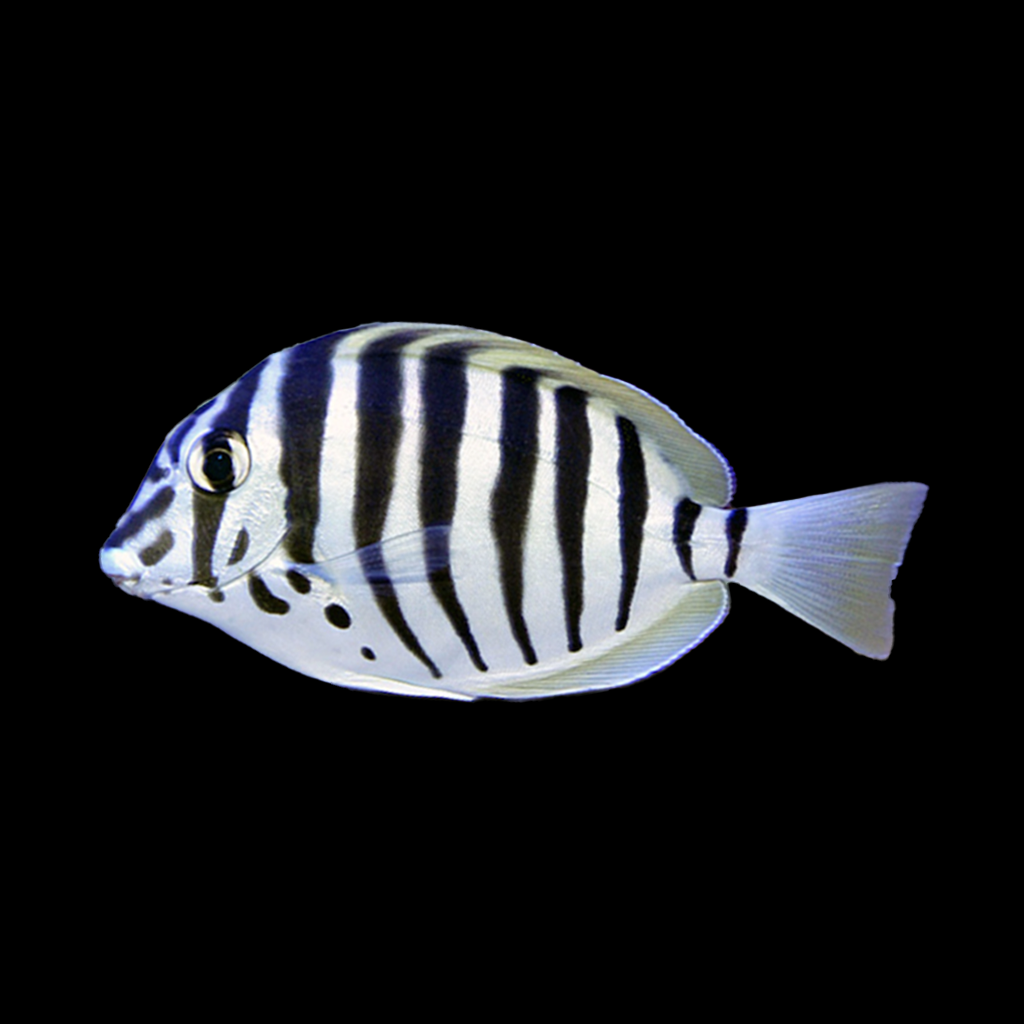 Zebra Tang